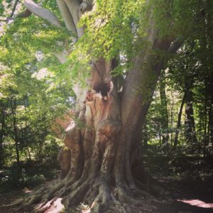 The America Beech at Pendle Hill