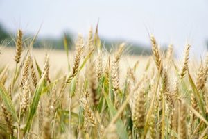 wheat-1556697__340